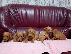 PoulaTo: Κουτάβια Maltipoo